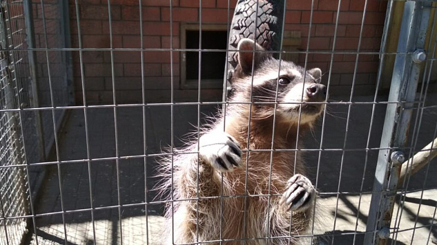 Благодаря вмешательству прокуратуры Каневского района зоопарк получил лицензию по содержанию и использованию животных